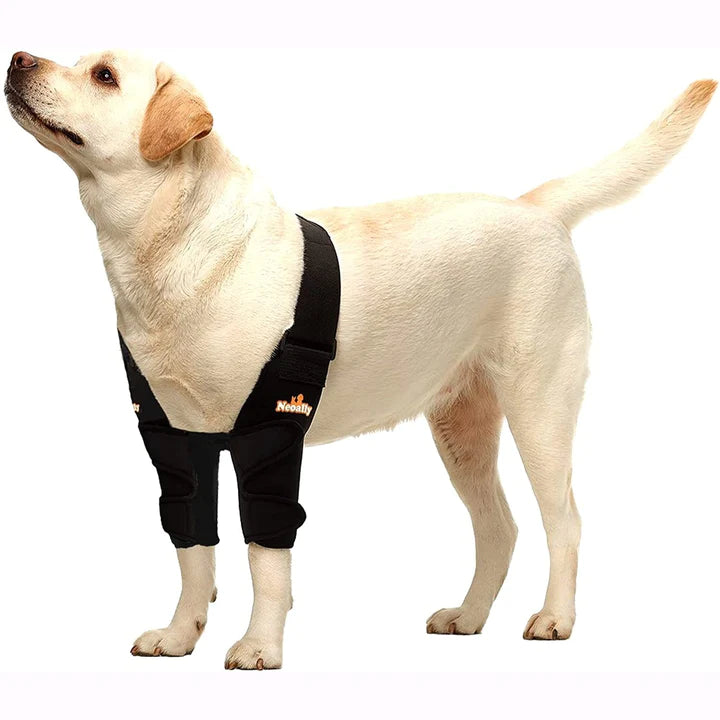 The Best Elbow and Shoulder Brace for Your Pet