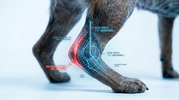 Achilles Tendon Injuries in Dogs: Can a Hock Brace Restore a Natural Gait? - Neoallypets
