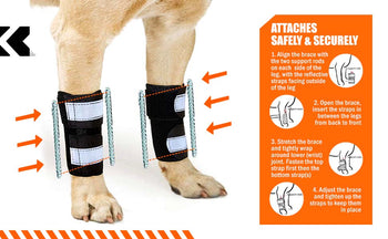 The Best Front Leg Brace for Dogs in 2024 - Neoallypets