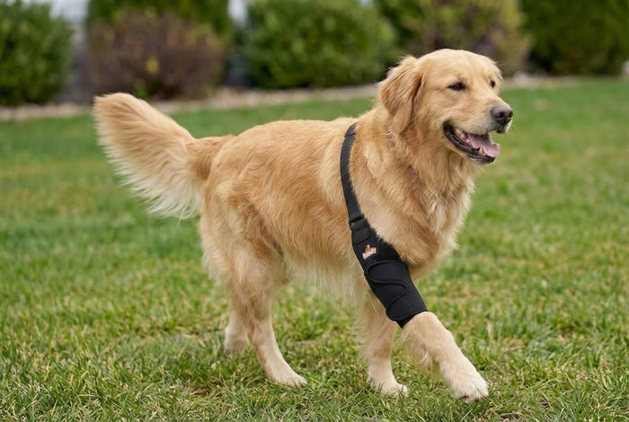 Torn CCL: Surgery vs. Recovery with a Dog Knee Brace - Neoallypets