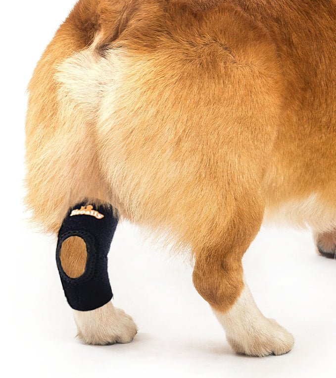 Dog Rear Leg Braces - Neoallypets