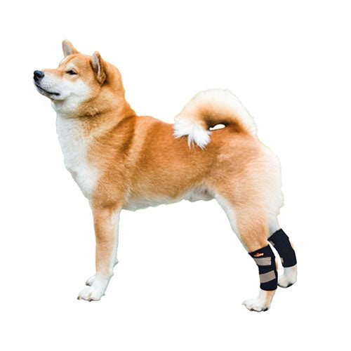 dog-rear-leg-brace-hock-support