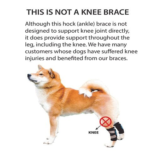 not-dog-knee-brace